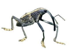a picture of a weevil, with a transparent background.
